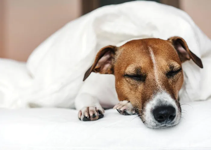 Hotel - The Niu, Crusoe Airport By Ihg 3*